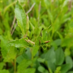 Oenothera speciosa