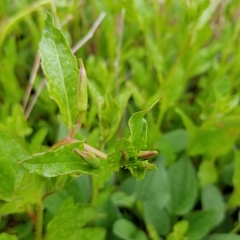 Oenothera speciosa