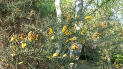 Ulex europaeus