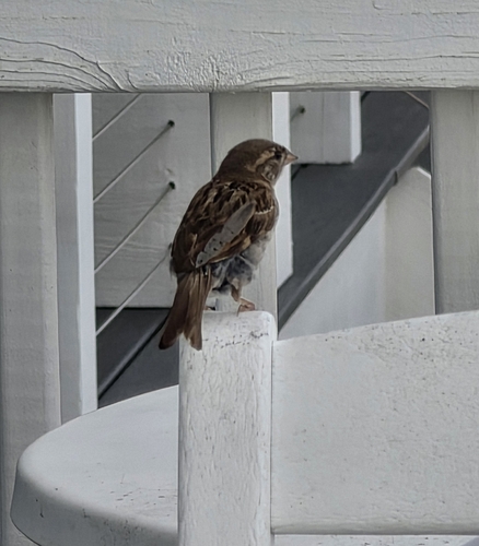 House Sparrow