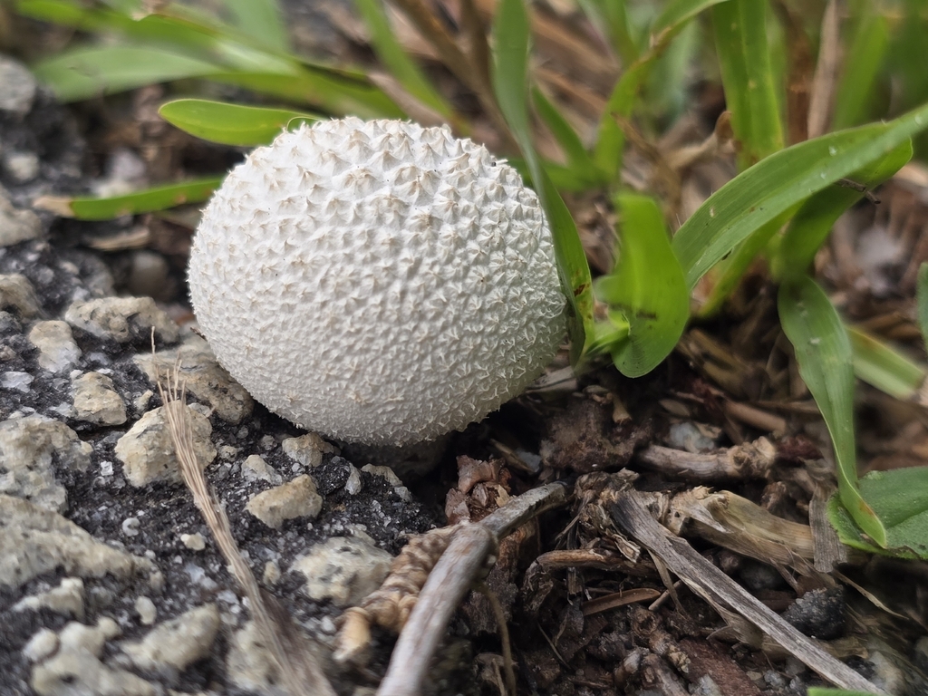 Peeling Puffball