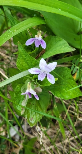 Viola acuminata, photograph 2