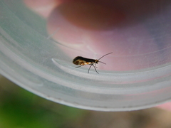 Micropterix tunbergella