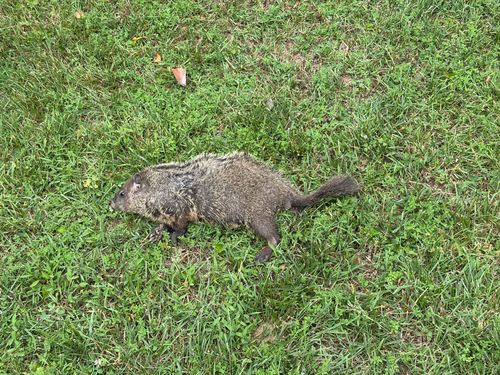Groundhog