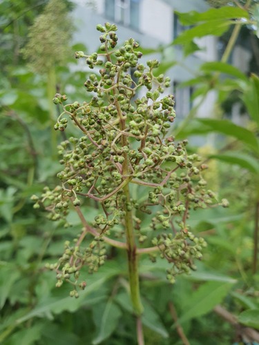 Sambucus williamsii, photograph 3