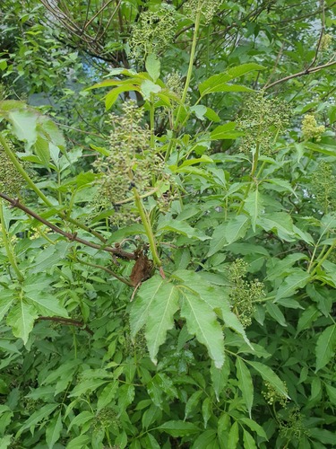 Sambucus williamsii, photograph 2