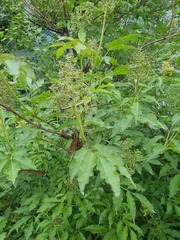 Sambucus williamsii, photograph (c) Urgamal Magsar, some rights reserved (CC BY)
