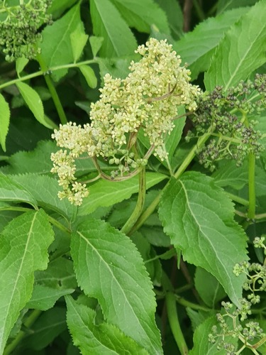 Sambucus williamsii, photograph 4