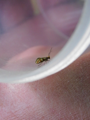 Micropterix tunbergella