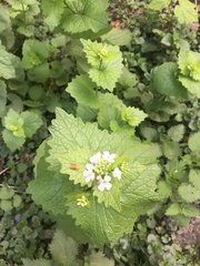 Alliaria petiolata