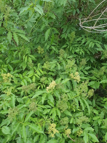 Sambucus williamsii, photograph 5