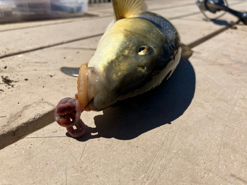 Coarsescale sucker (Catostomus macrocheilus) — Catostomidae — 3
