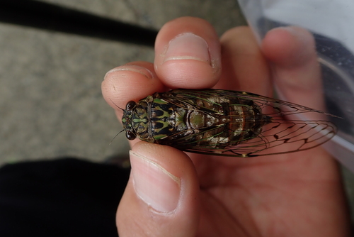 Ezo Spring Cicada