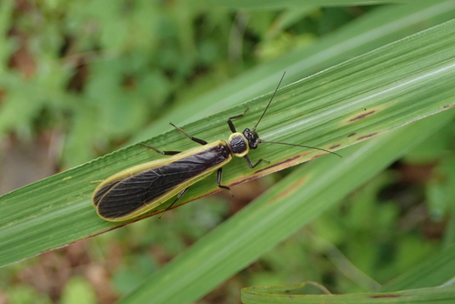 Niponiella limbatella