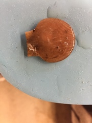 Placopecten magellanicus