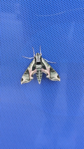 Pandorus Sphinx