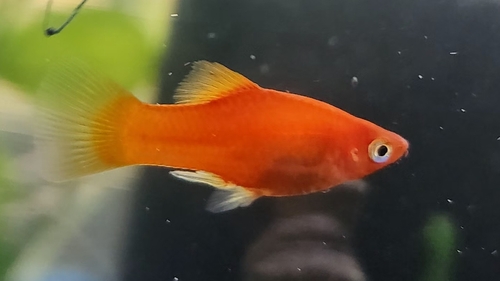Platy