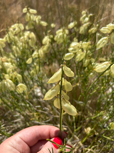 Astragalus cusickii, 2026-06-22