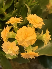 Kalanchoe