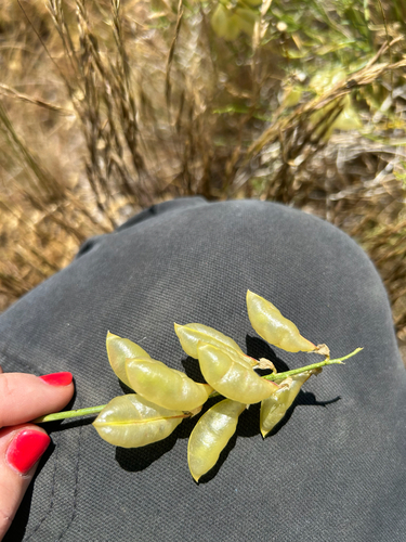 Astragalus cusickii, 2026-06-22