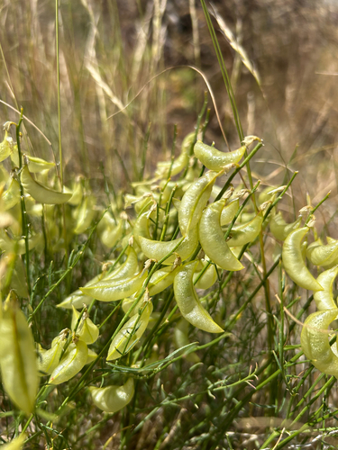 Astragalus cusickii, 2026-06-22
