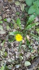 Taraxacum officinale
