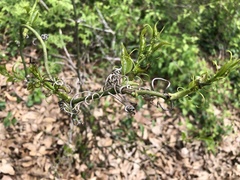 Smilax tamnoides