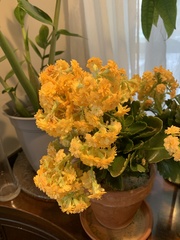 Kalanchoe