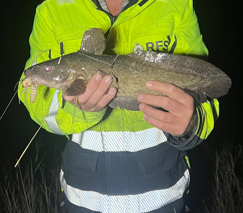 Freshwater Catfish