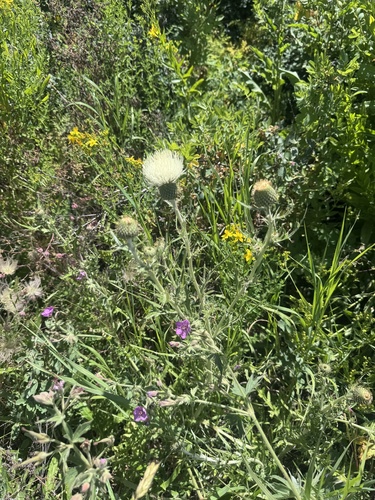 Cirsium brevifolium observed 2026-06-22
