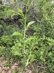 Smilax tamnoides
