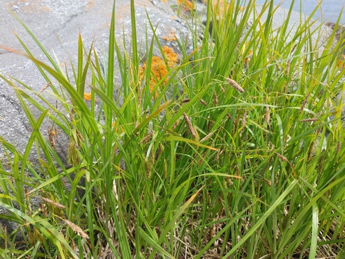 chaffy sedge