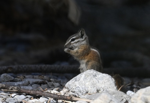 Palmer's Chipmunk observed by lonnyholmes