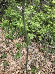 Smilax tamnoides