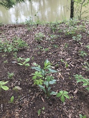 Dryopteris erythrosora