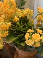 Kalanchoe