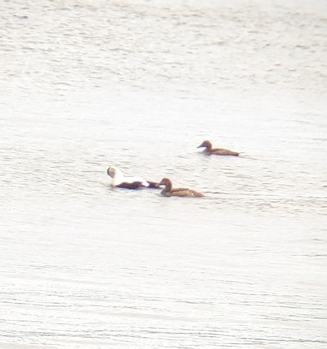 Common Eider