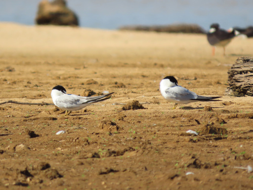 Yellow-billed Tern (Sternula superciliaris)