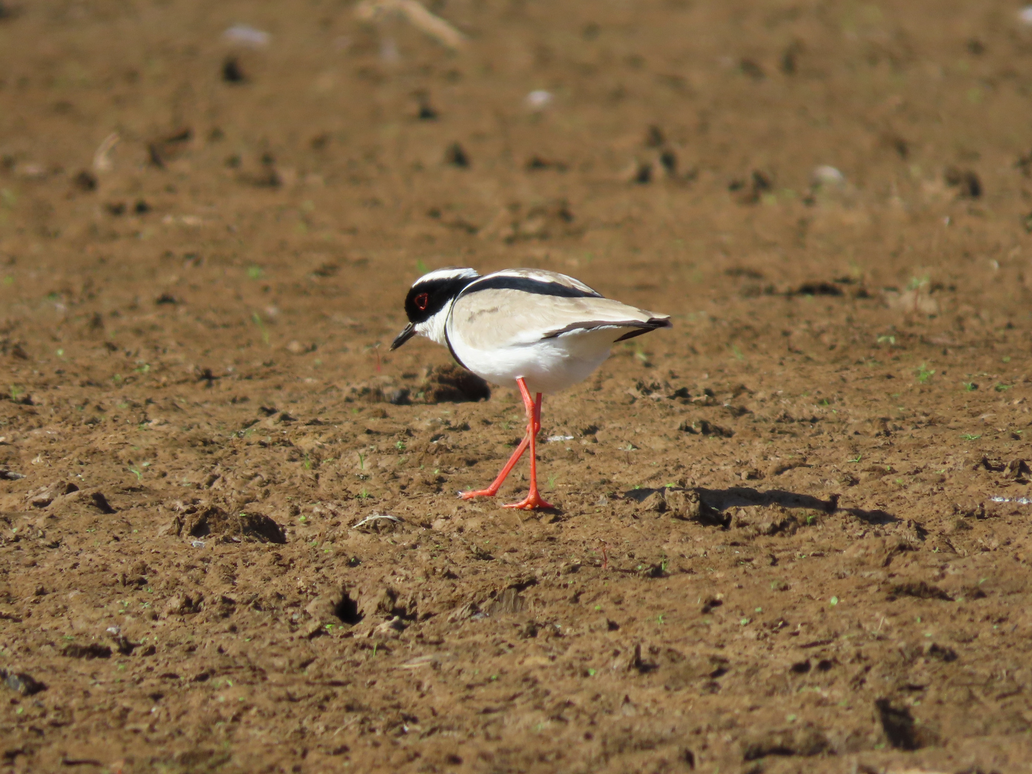 Pied Plover (Hoploxypterus cayanus), photo 9