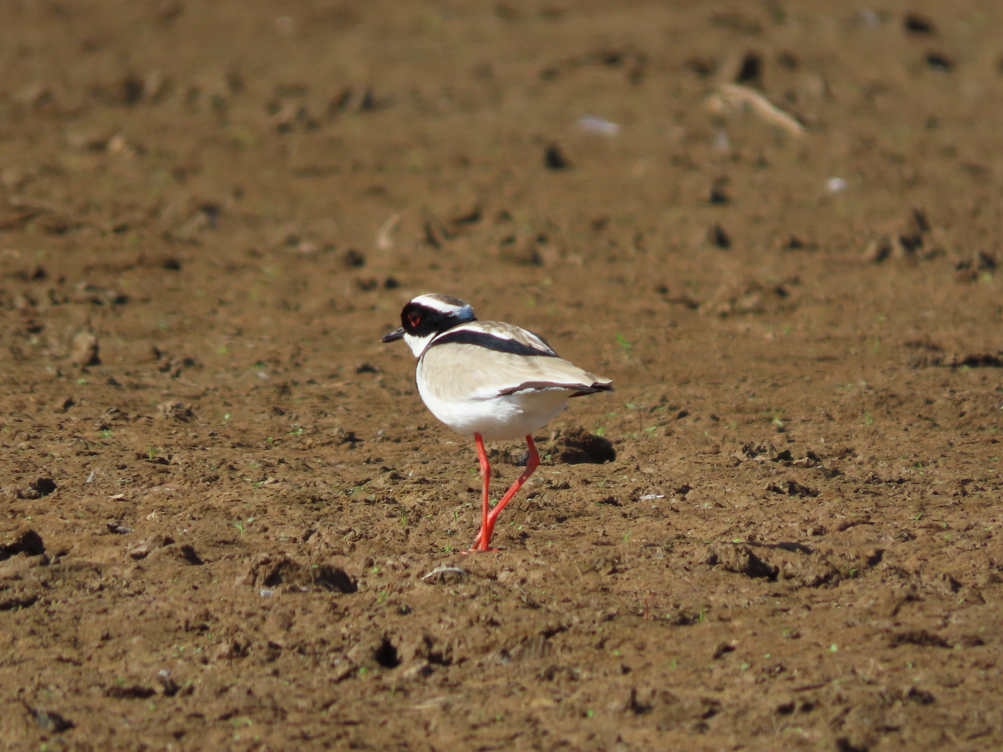 Pied Plover (Hoploxypterus cayanus), photo 10