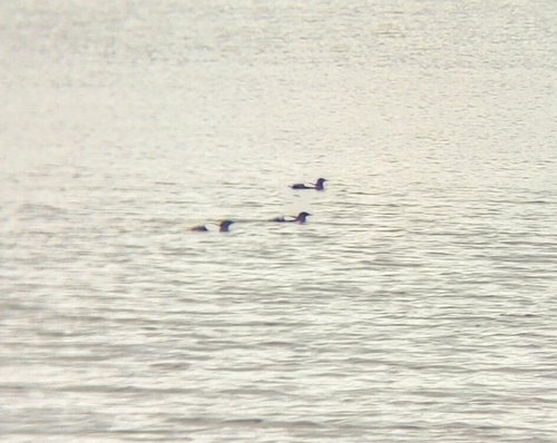 Black Guillemot
