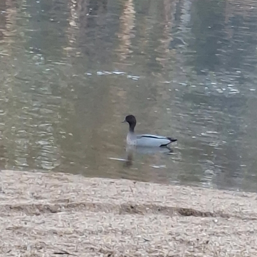 Australian Wood Duck