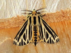 Apantesis virguncula