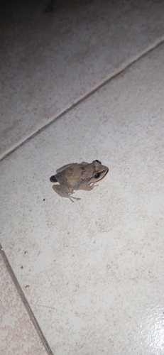 Lesser Antillean whistling frog
