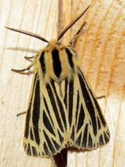 Apantesis virguncula