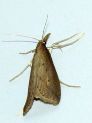 Donacaula
