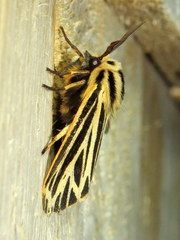 Apantesis virguncula