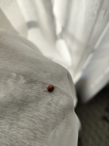 Discolored Lady Beetle