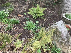Dryopteris erythrosora