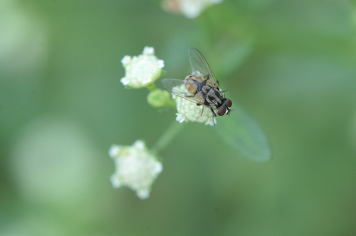 Dog Dung Fly